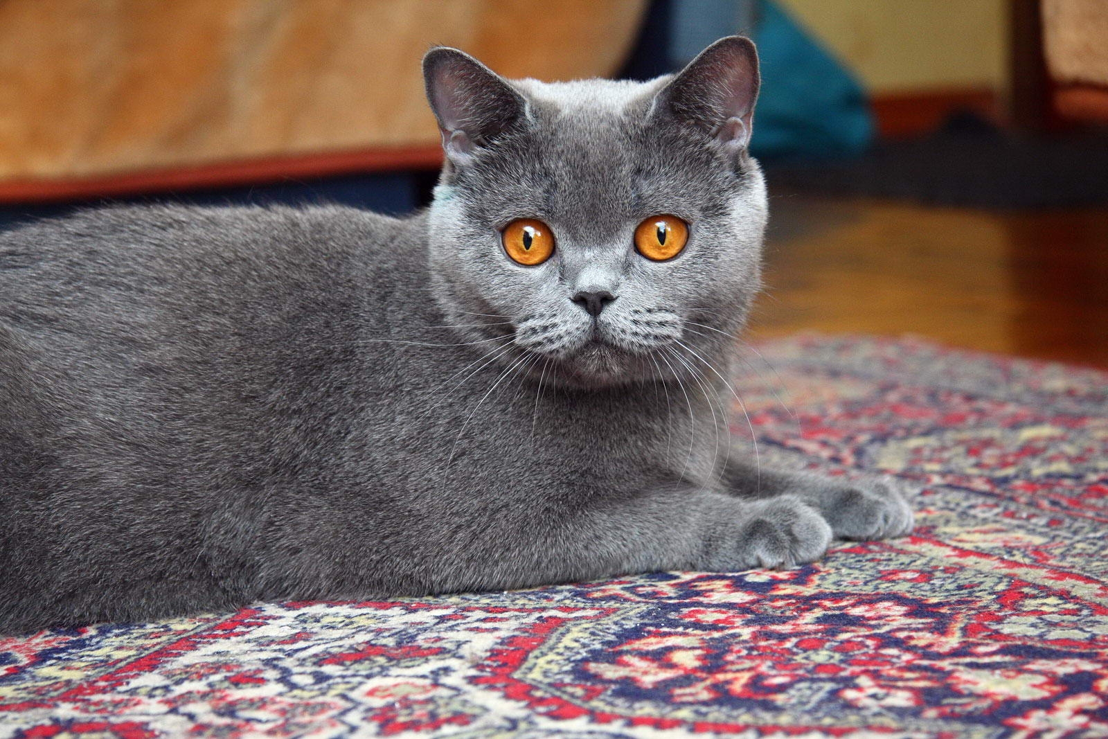 Британская. Британская кошка. Порода кошек британец. Британский короткошерстный кот. Британская короткошёрстная кошка голубая.